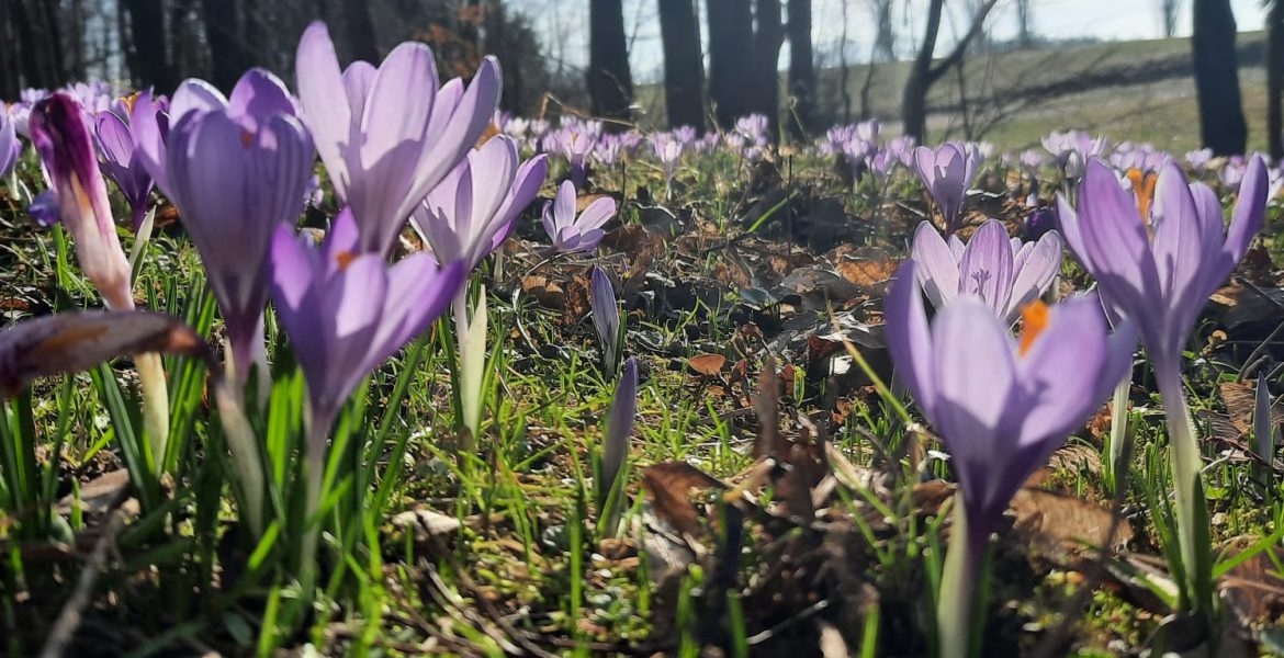 Drebacher Krokusblüte: Ein lila Blütenmeer mit Geschichte