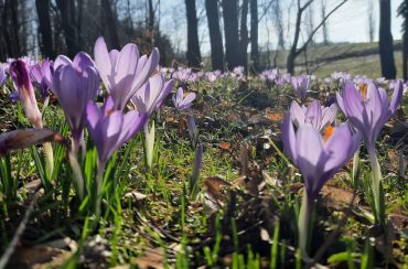 Drebacher Krokusblüte: Ein lila Blütenmeer mit Geschichte