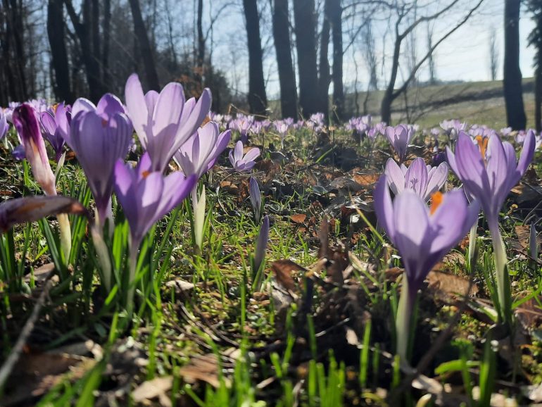 Drebacher Krokusblüte: Ein lila Blütenmeer mit Geschichte